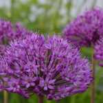 Plantar alliums