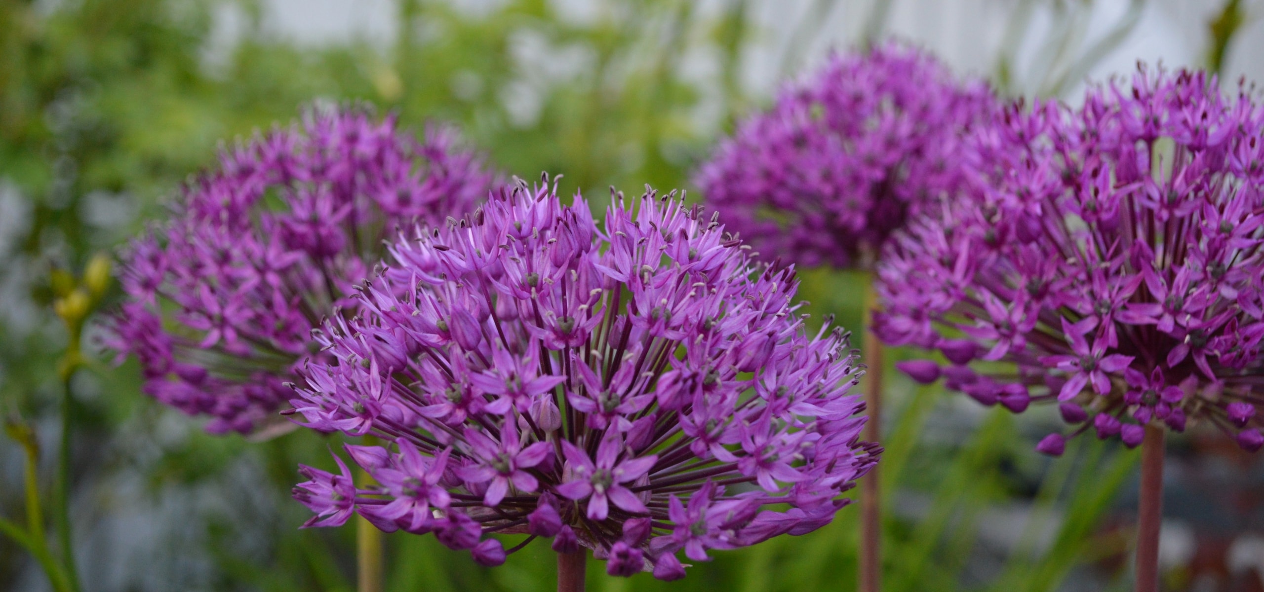 Plantar alliums