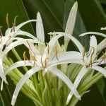 Plantar bulbos raros y resistentes