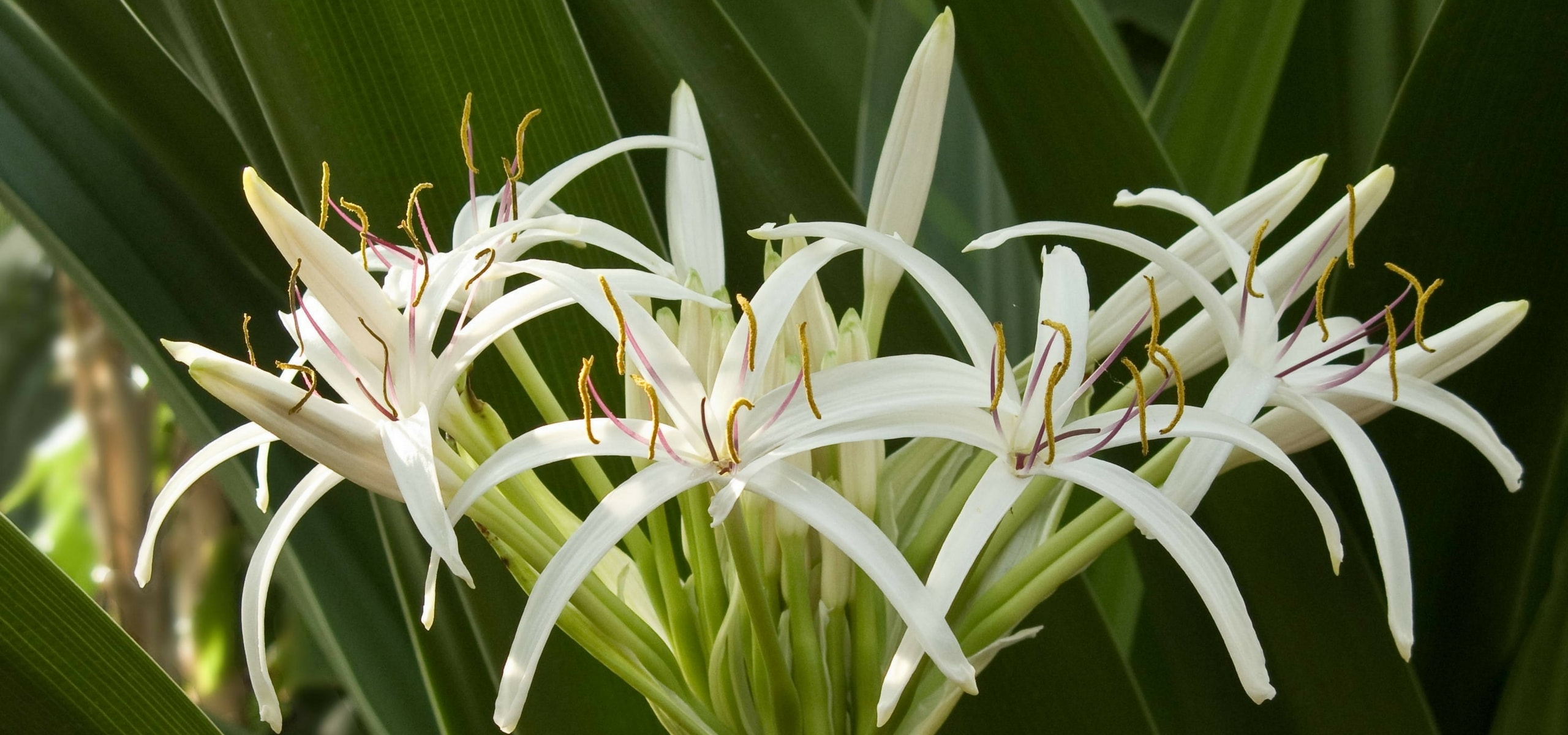 Plantar bulbos raros y resistentes