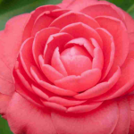 Las camelias: estas plantas que florecen en invierno