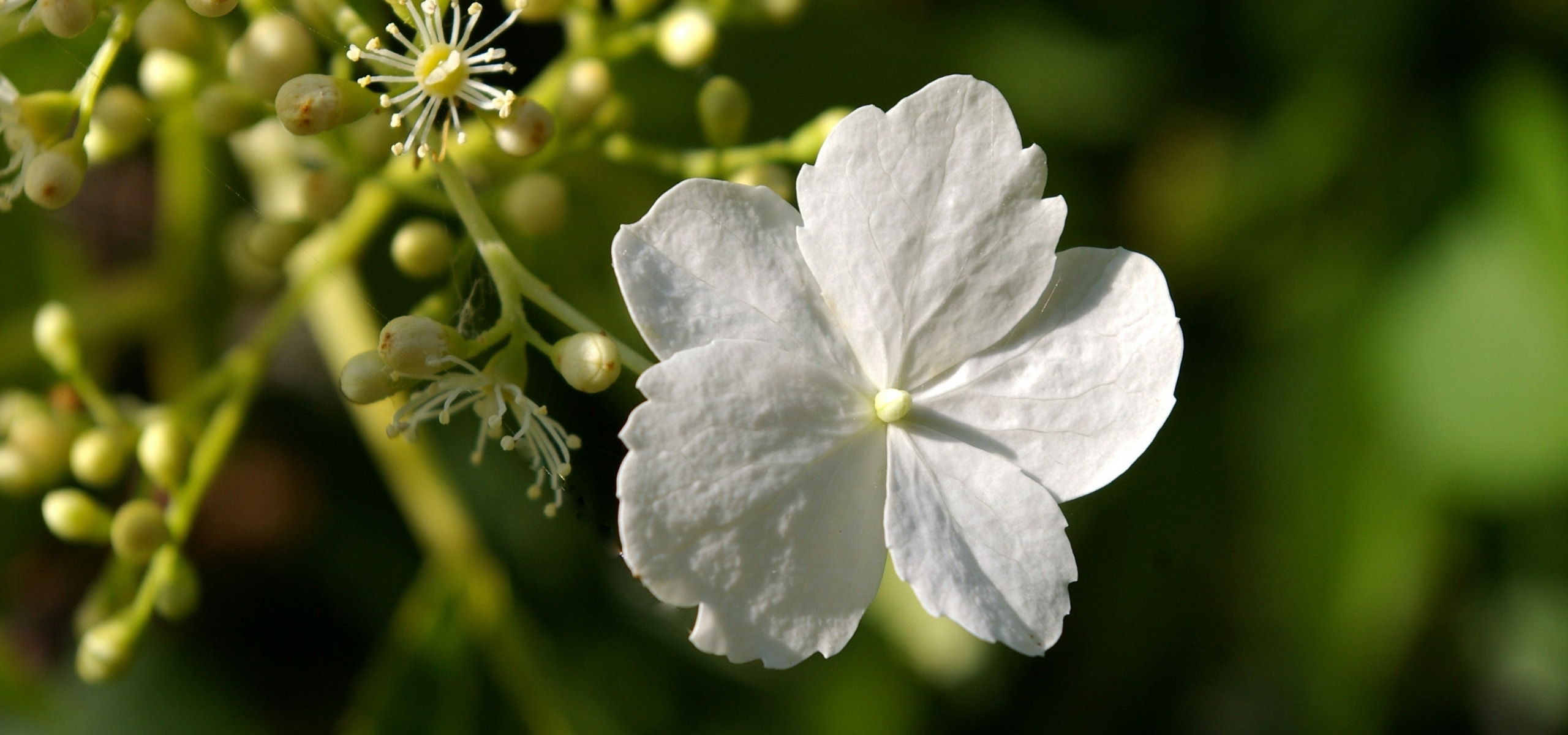 Esquejar Hortensia trepadora o Hydrangea petiolaris