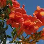 Podar las trompetas trepadoras