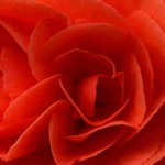 Invernar begonias tuberosas