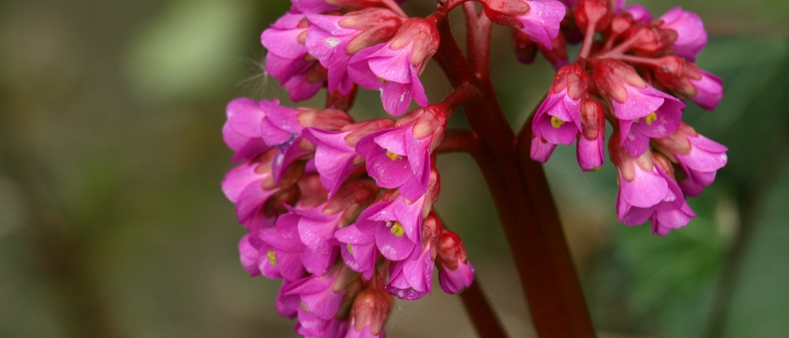 Vivaces de floración temprana en primavera - Bergenia