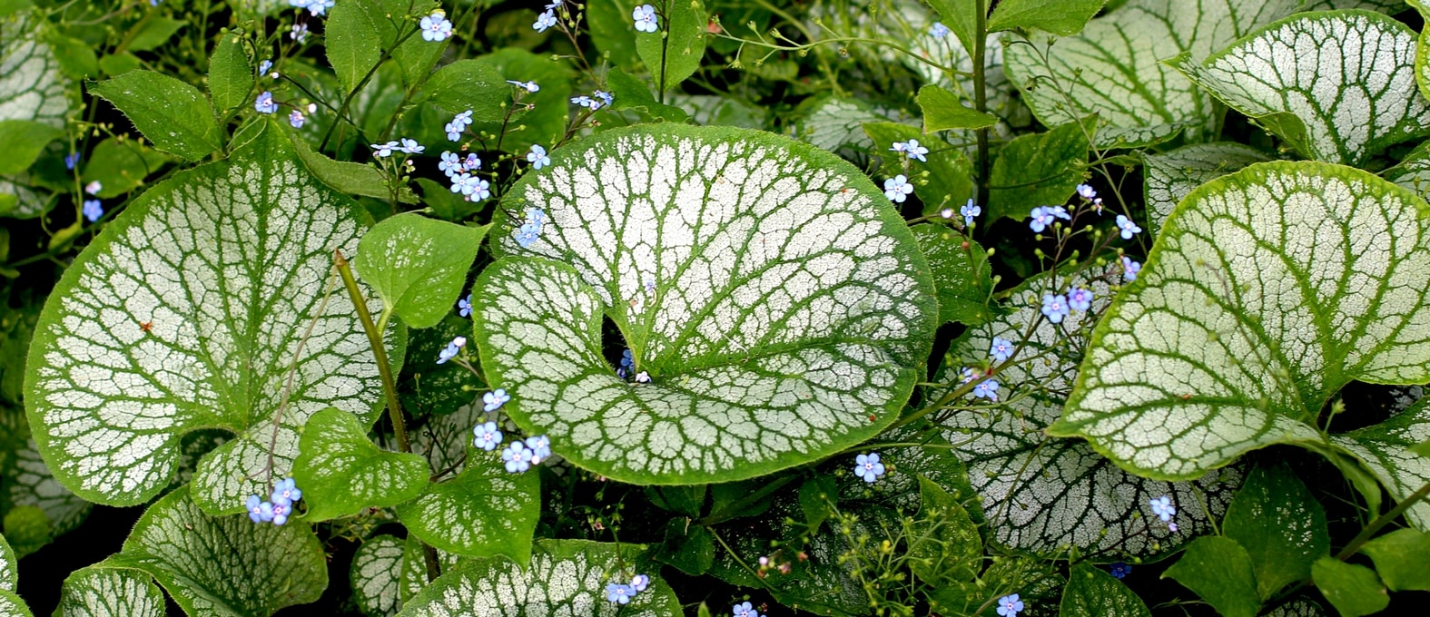 Brunnera, Nomeolvides del Cáucaso