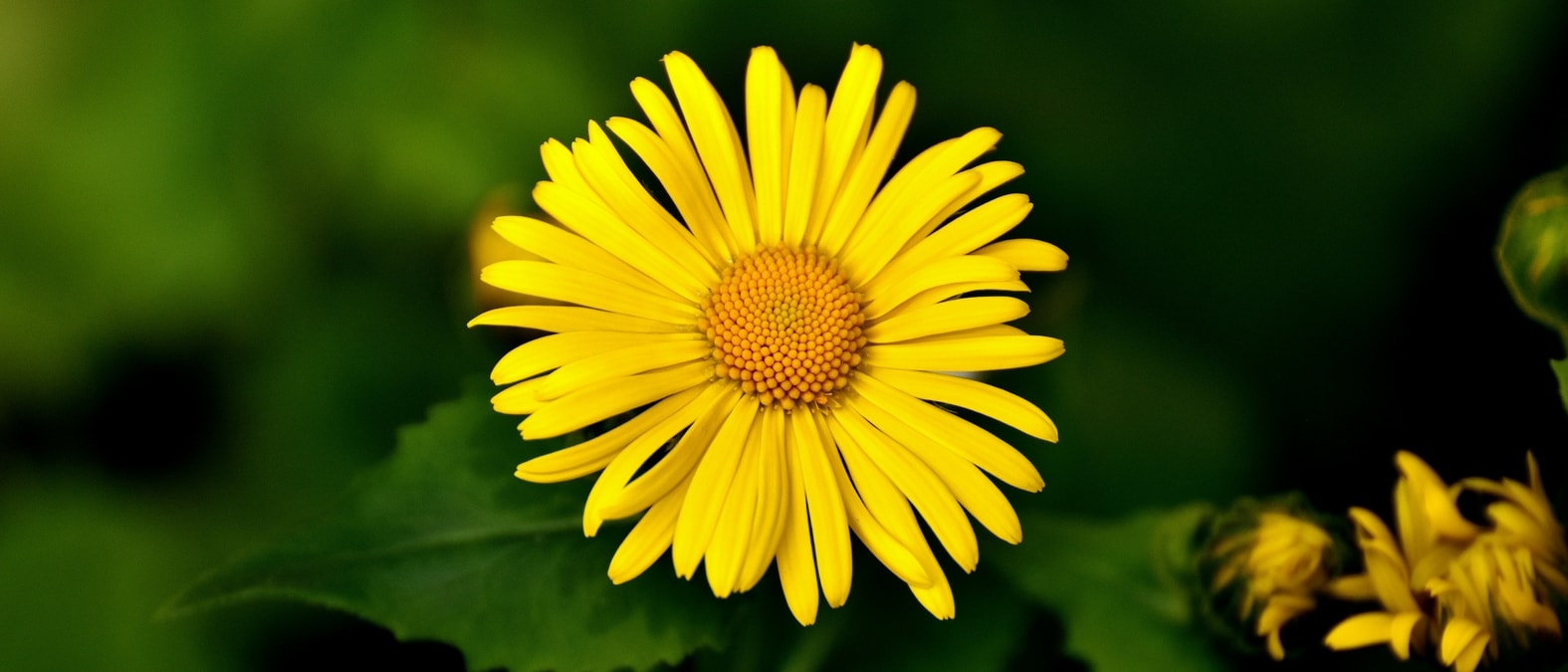 Vivaces de floración temprana - Doronicum del Cáucaso