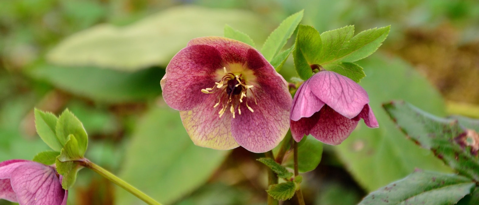 Helleborus orientalis, Rosa de Cuaresma