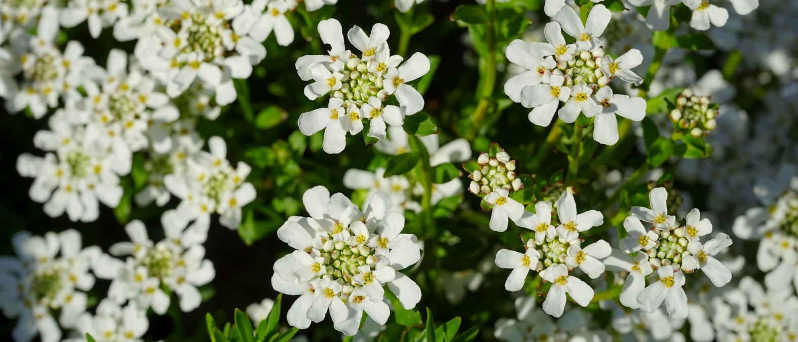 Vivaces de floración temprana en primavera - Thlaspi