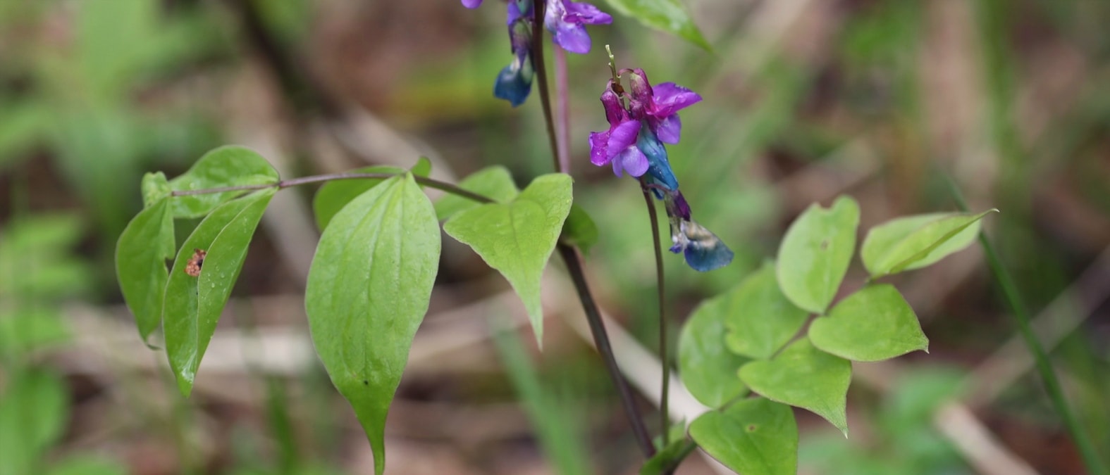 Vivaces de floración temprana en primavera - Arveja, Lathyrus vernus