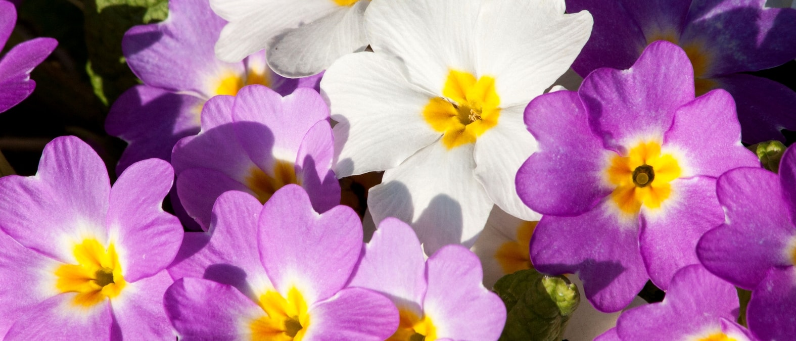 Flores de prímulas