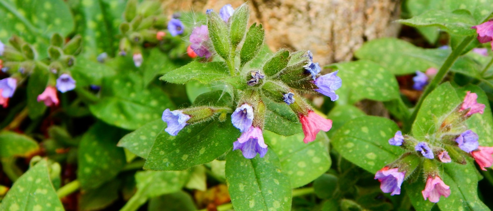 Las flores de la pulmonaria.