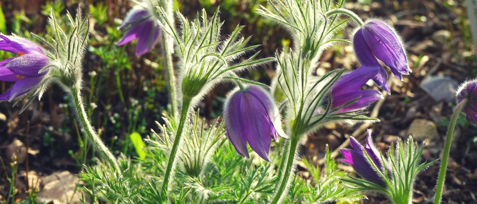 Vivaces de floración temprana en primavera - Anémona pulsatilla