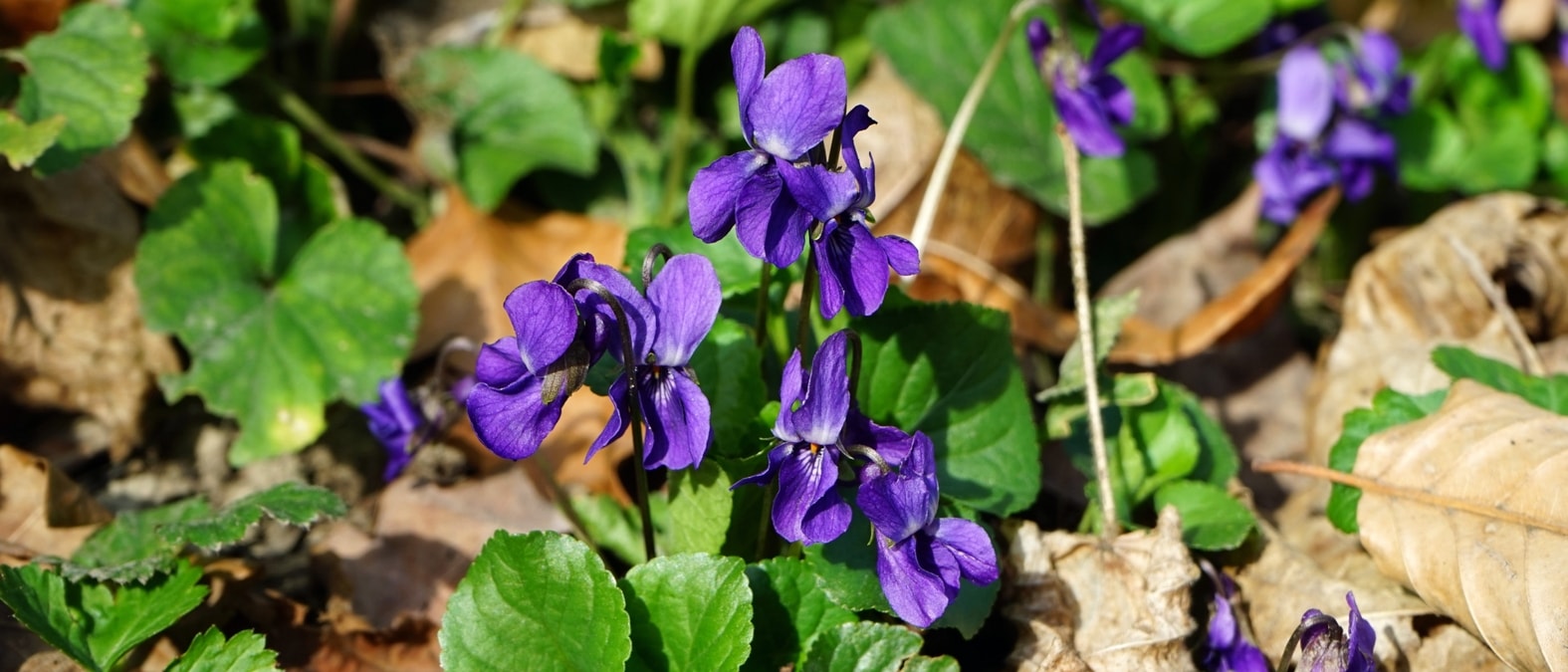 Vivaces de floración temprana en primavera - Violeta odorata