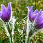 10 plantas perennes que florecen a principios de la primavera