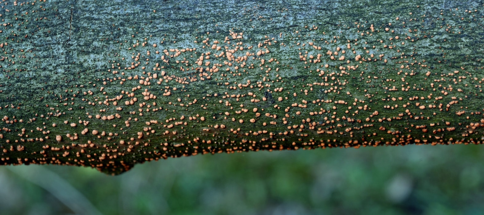 Enfermedad del coral, Nectria cinnabrina