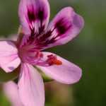 Trasplantar a macetas las anuales semirústicas.