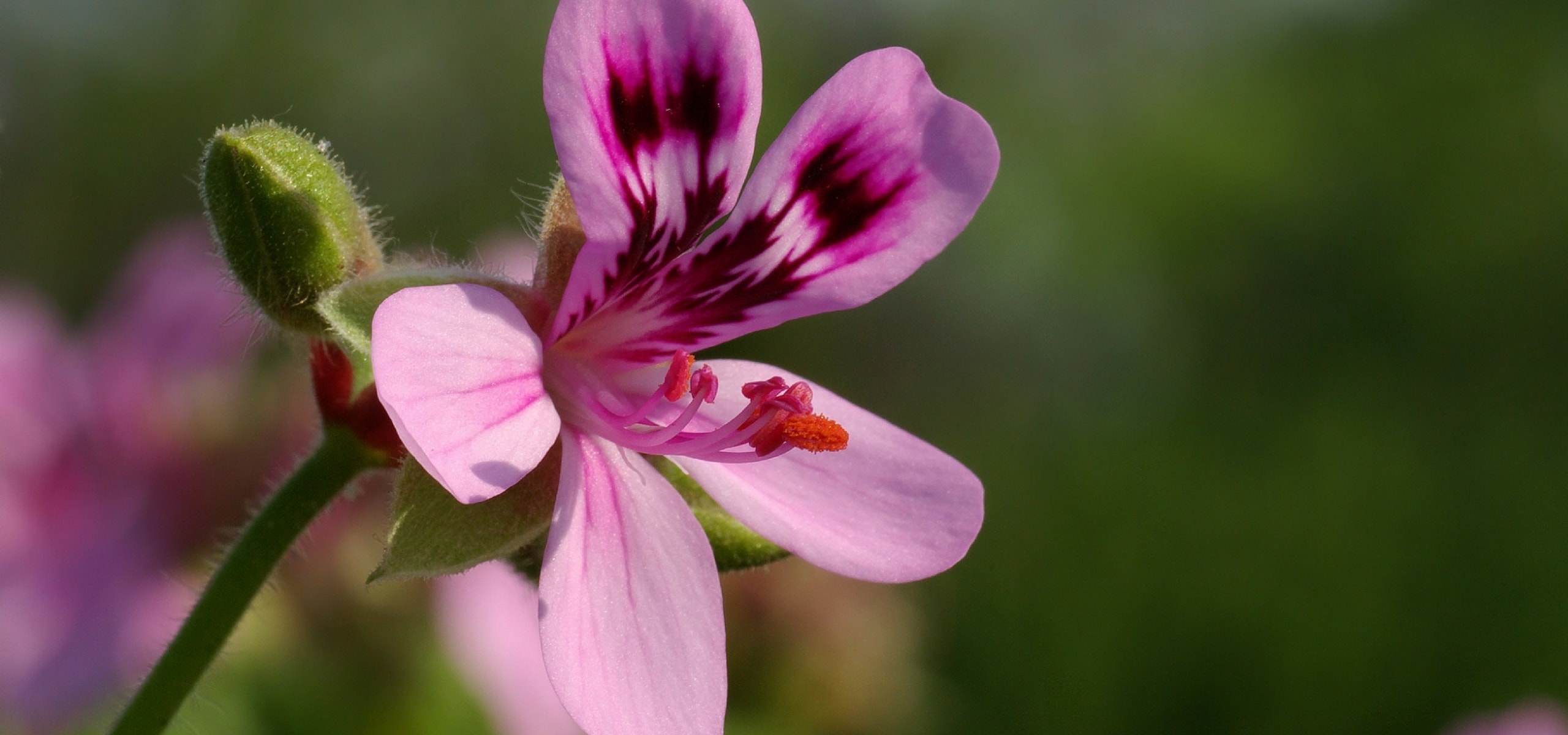 Trasplantar a macetas las anuales semirústicas.