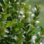 Plantar bordillos de boj