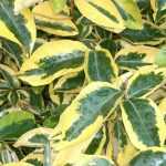 Eleagnus (Eleagno) pierde las hojas.