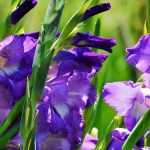 ¿Cómo invernar y dividir sus gladiolos?