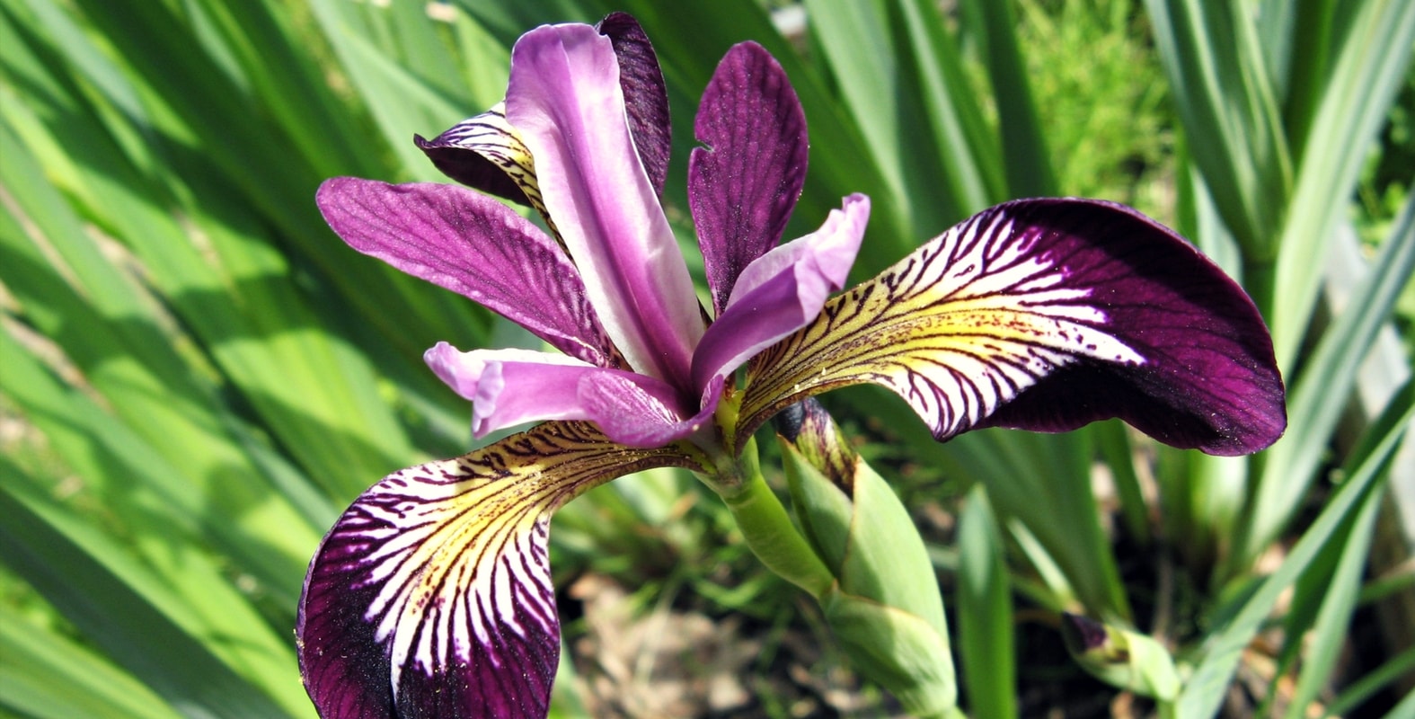 Cómo cuidar los iris