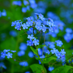 Lograr la plantación del Nomeolvides siberiano