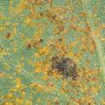 Deshacerse de la roya