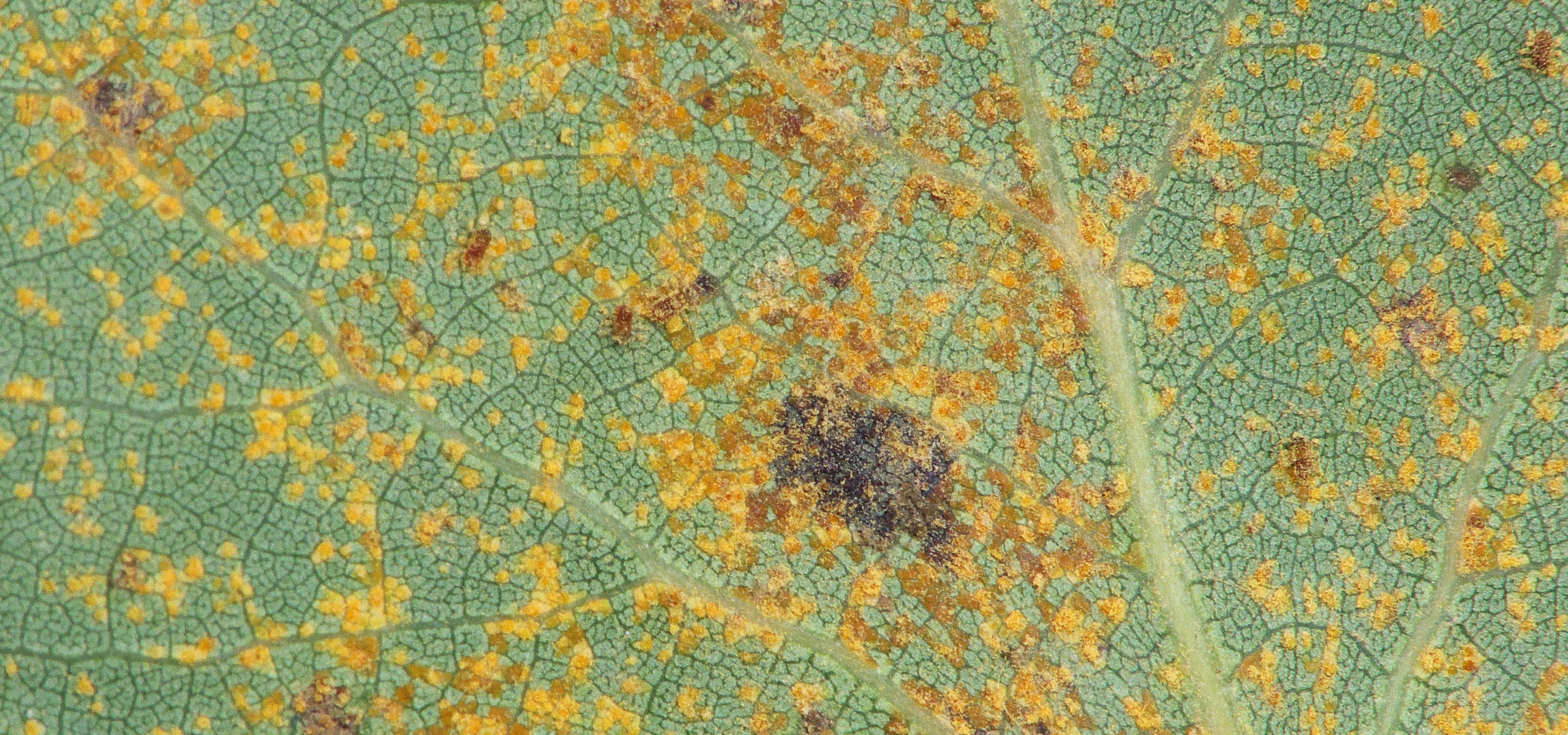 Deshacerse de la roya