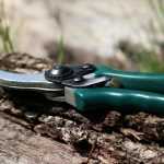 ¿Cómo podar arbustos sin dañarlos?