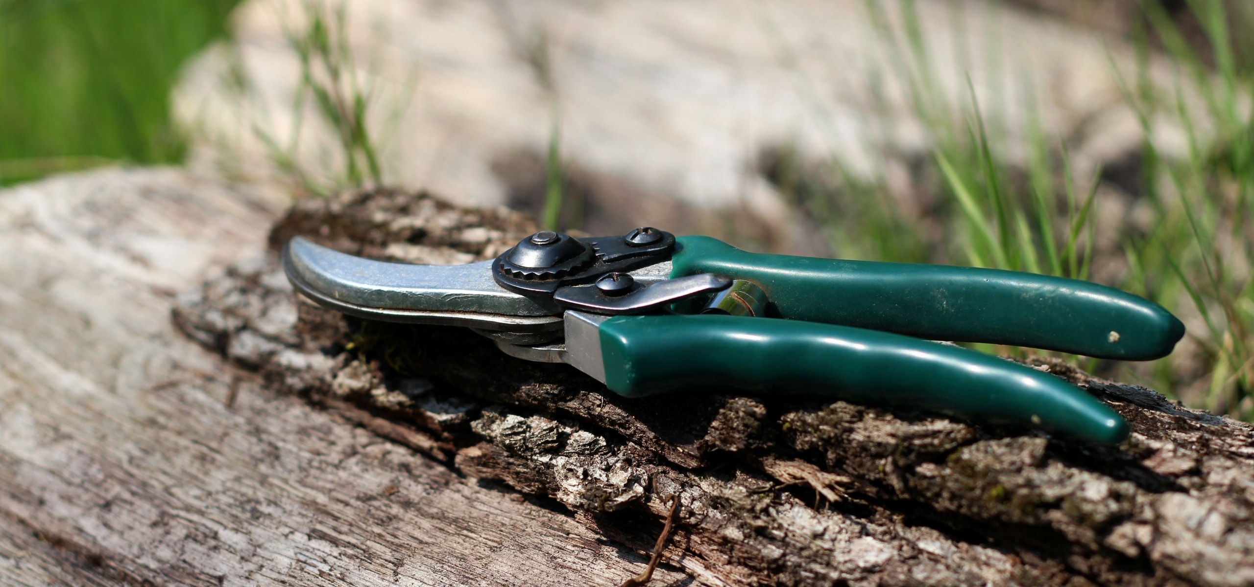 ¿Cómo podar arbustos sin dañarlos?