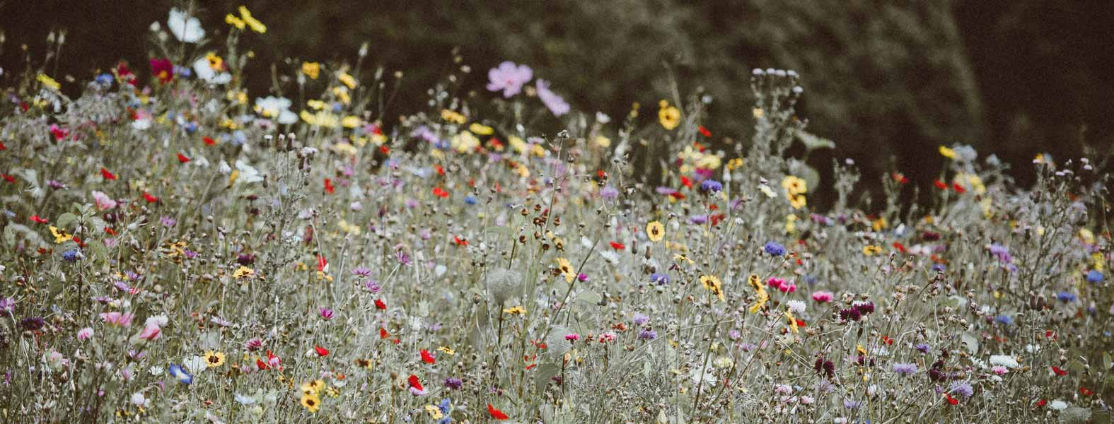 cómo tener éxito en la siembra de flores anuales