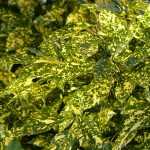 ¿Has dicho "pasados de moda"?