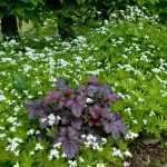 coralito y asperilla: claroscuro fácil para sombra difícil