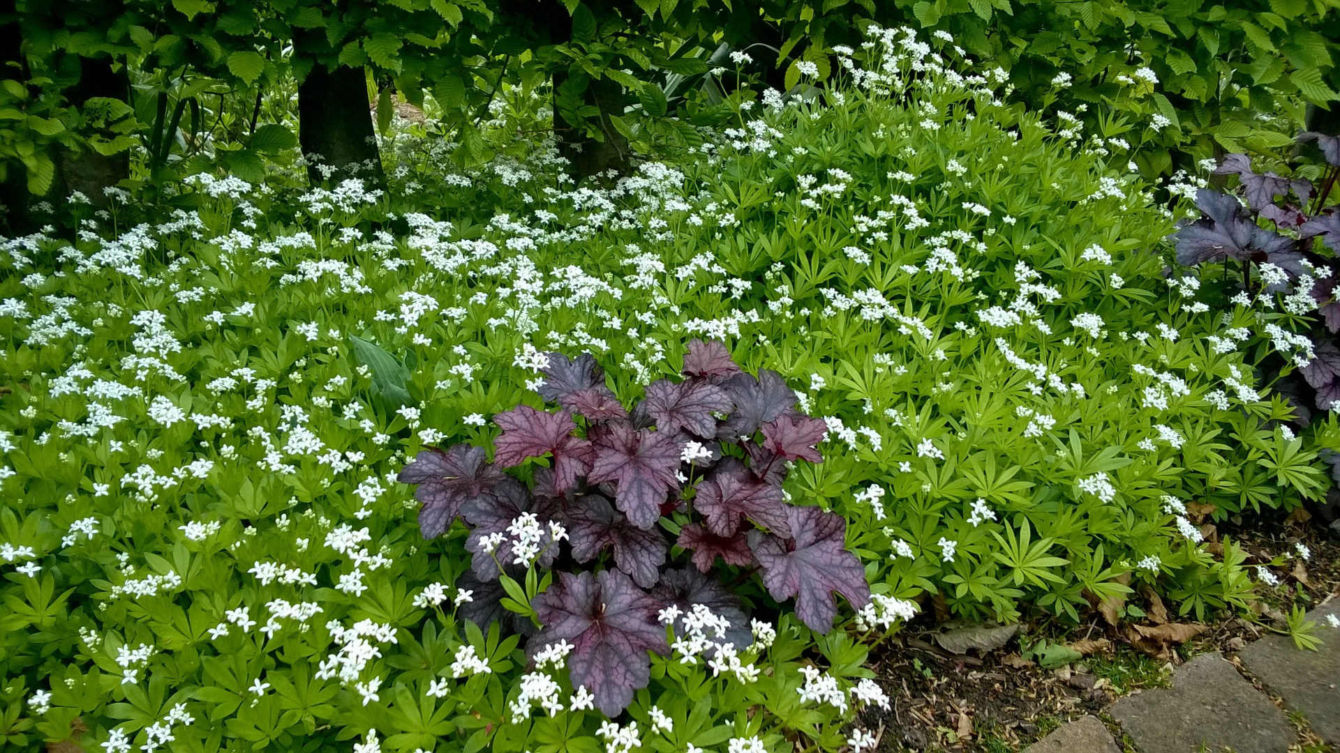 coralito y asperilla: claroscuro fácil para sombra difícil