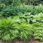 Macizo gráfico para sombra fresca