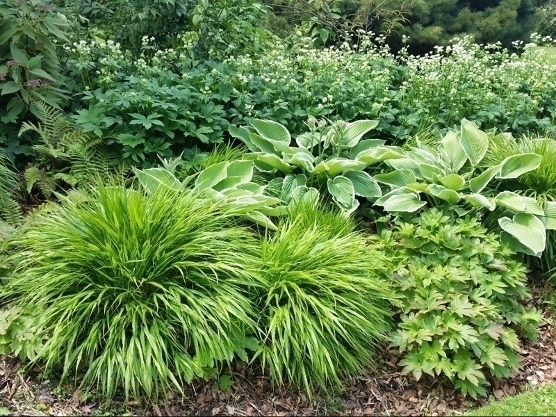 Macizo gráfico para sombra fresca
