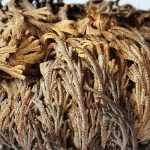 Plantar y cultivar la Doradilla