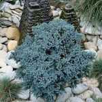 el conífero, ¿un arbusto kitsch?