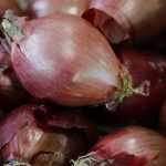 Plantar ajo, cebolla chalota y cebolla.