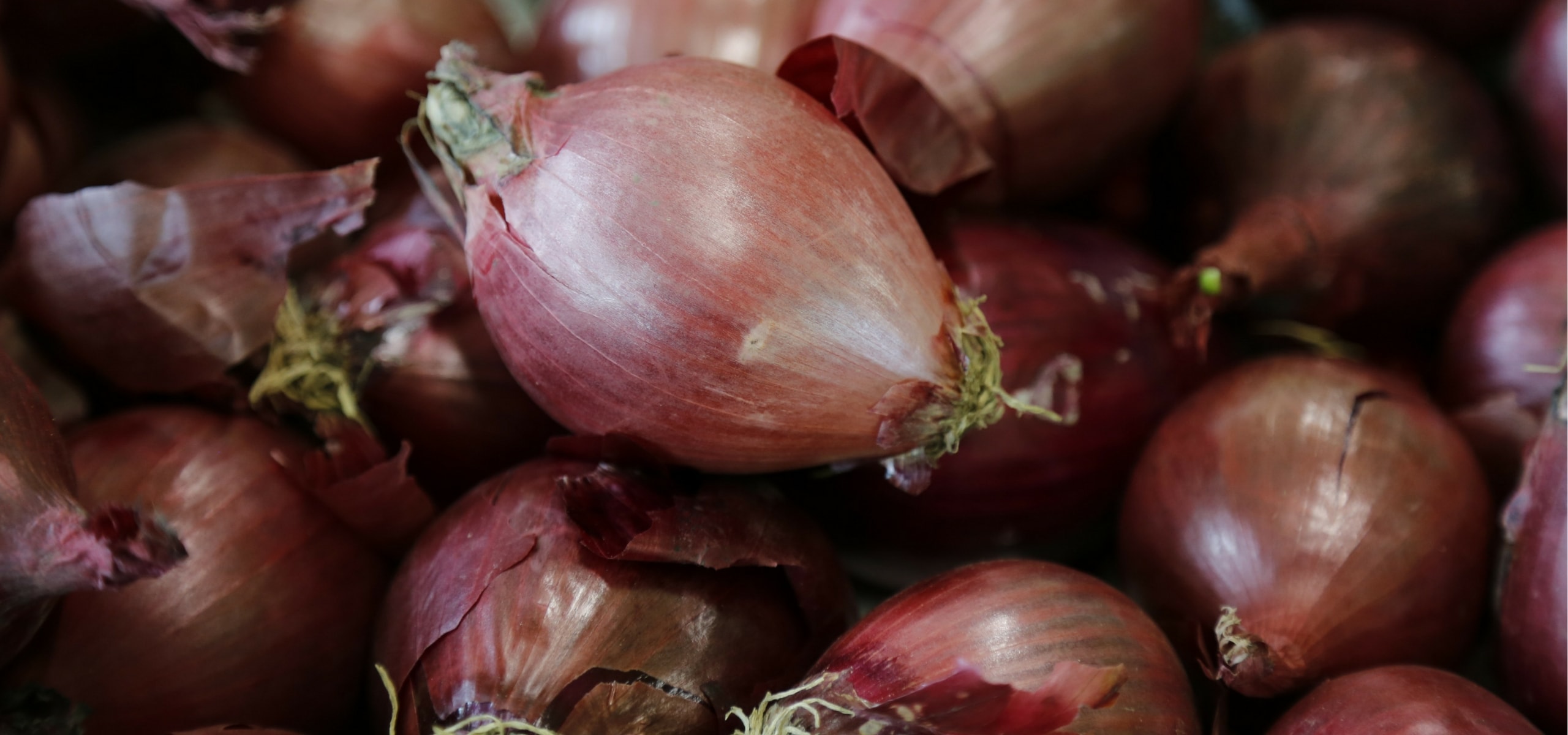 Plantar ajo, cebolla chalota y cebolla.