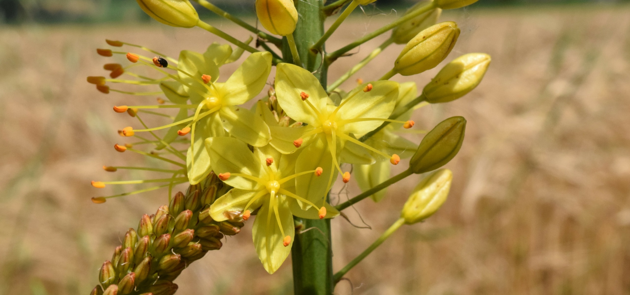 Eremurus: Plantación y cuidado