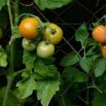 Plantar tomates en mini macetas