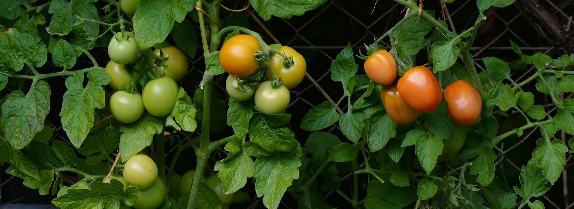 Plantar tomates en mini macetas