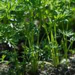 Siembra de zanahorias