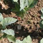 Siembra y trasplante de coles.