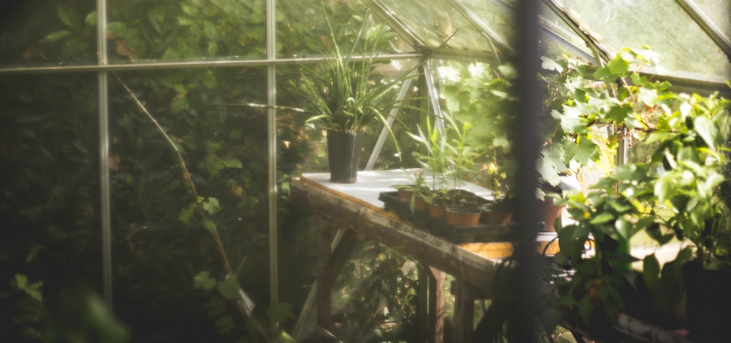 Minimacetas de huerto: ¿Cómo plantarlas correctamente para un huerto productivo?