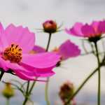 ¿Cómo sembrar semillas de plantas anuales: en terreno abierto o en semilleros?