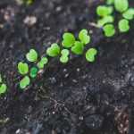 Desbaste de plántulas