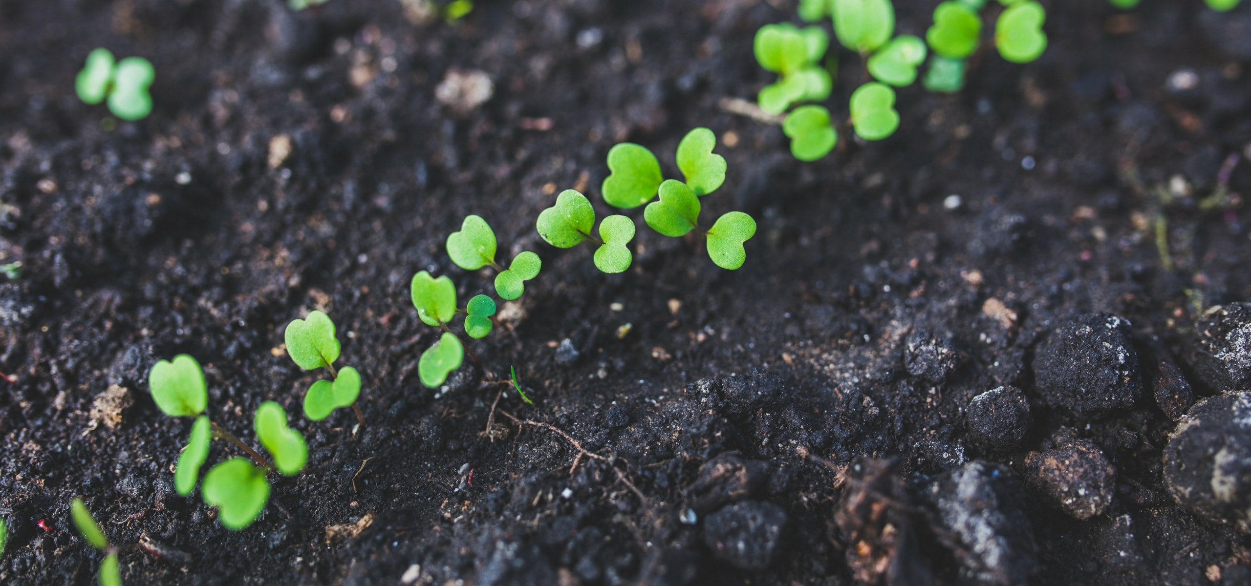 Desbaste de plántulas